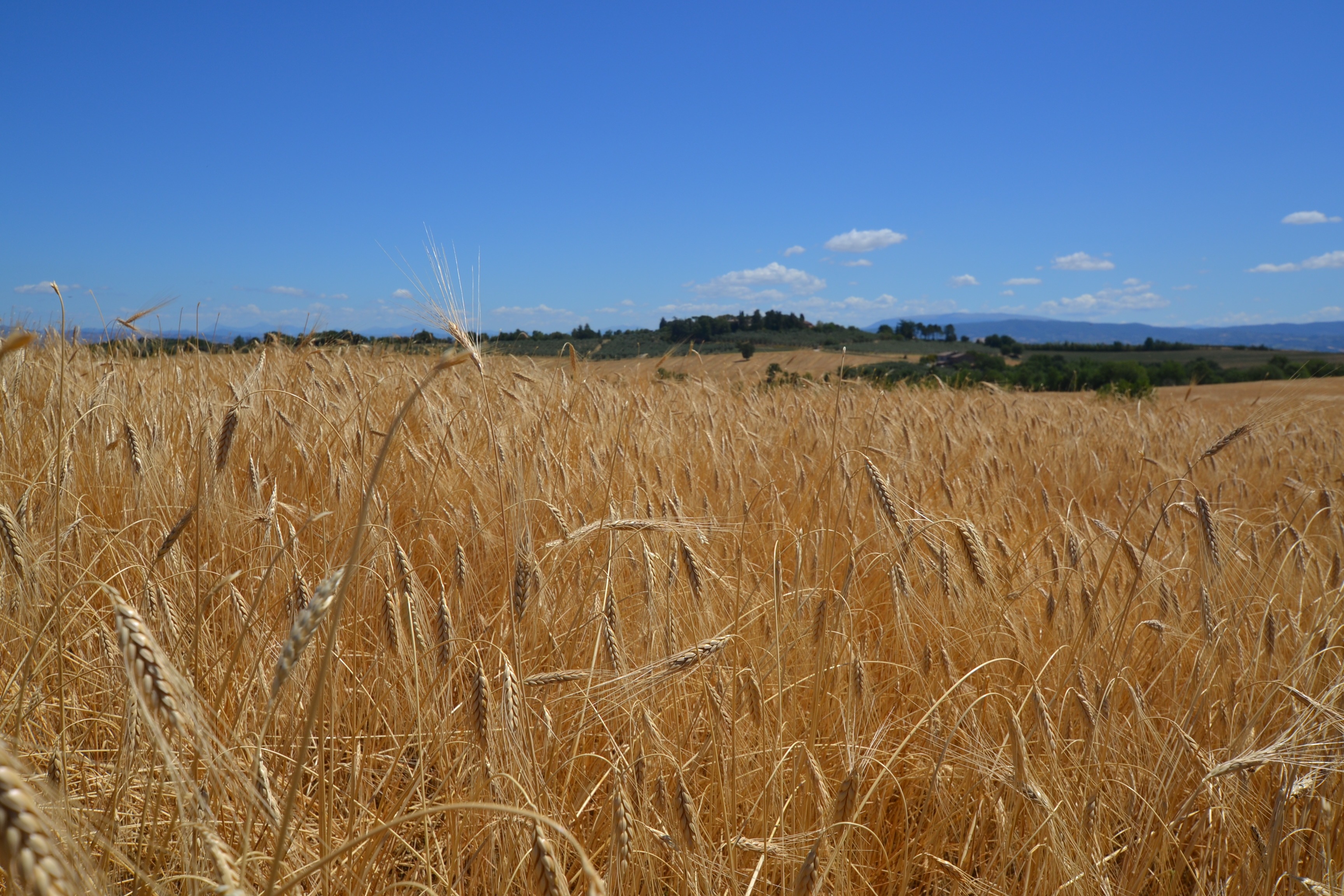 Monococcum spelt: An Ancient Treasure from the Heart of Nature