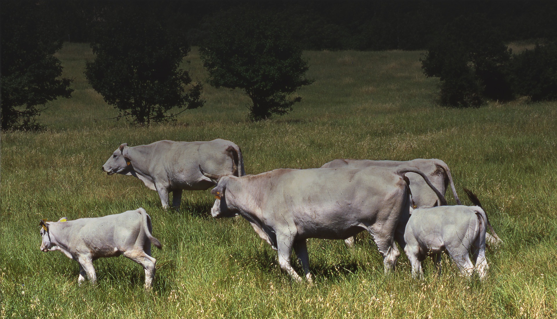 La Chianina dell'Umbria